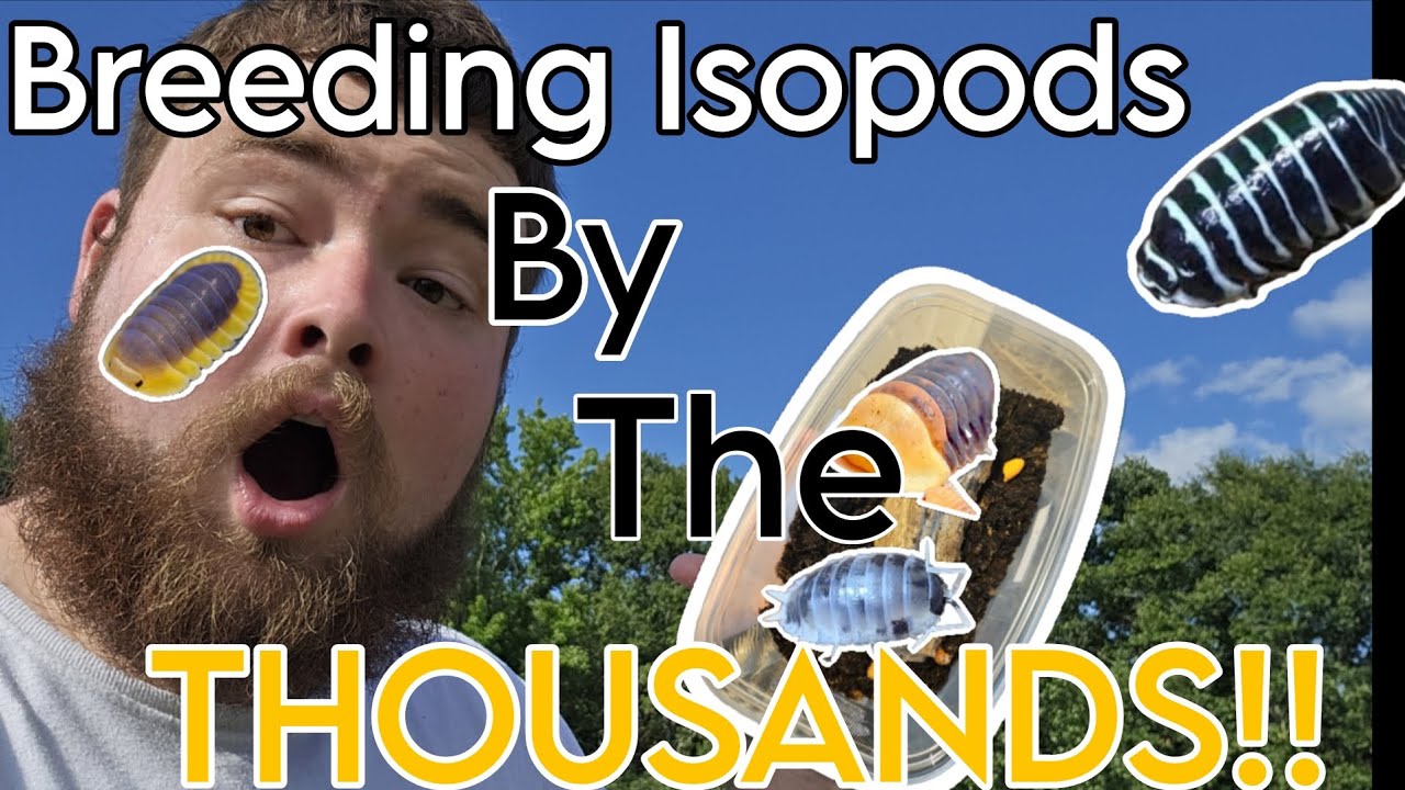 SUPER CHEAP Isopod Breeding setups!! (Easiest pet you can get)