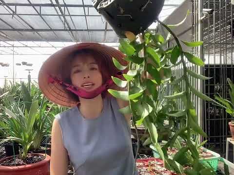 Video DI LINH 5 CÁNH TRẮNG,BỆT 300k/giò 0935175478 - youtube
