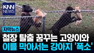 A Cat Dreaming Of Escape Suddenly Jumps Out Of The Blue. A Yard Security Guard Appears At That ...