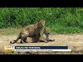 Pantanal é bioma com maior concentração de onças-pintadas