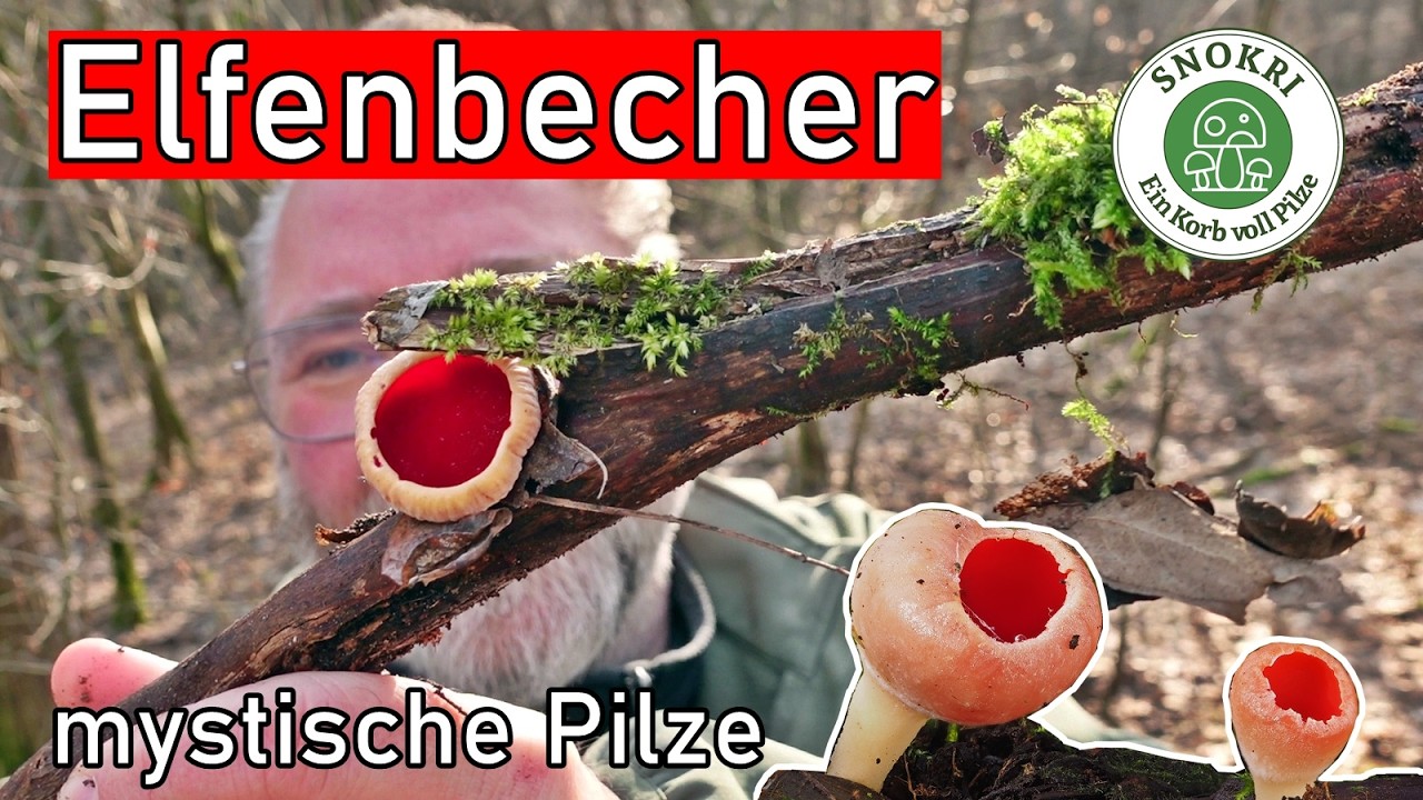 Elfenbecher und andere wundersame Pilze - Mystische Frühlingspilze Anfang März 2026