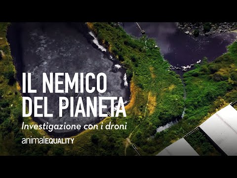 Allevamenti intensivi: il nemico del pianeta | Un’inchiesta di Animal Equality