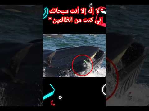 حوت يهاجم الناس خطر بحر محيط صيد غوص غطس عالم البحار قرآن سبحان الله عالم الحيوان