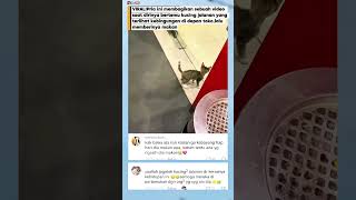 Kucing Jalanan Kebingungan di Depan Toko, Aksi Pria Ini Bikin Netizen Terharu #kucingjalanan