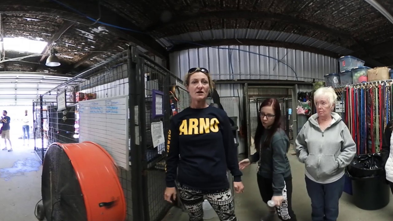 ARNO Instructions For Dog Walkers YouTube