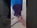 cachorro fofo