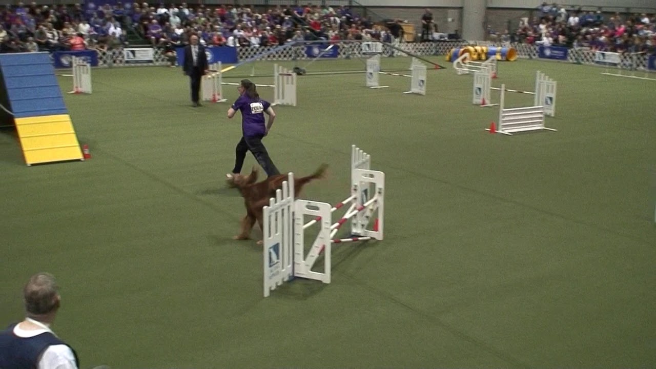 Bridget's 2018 AKC Agility Invitational Finals run December 16, 2018
