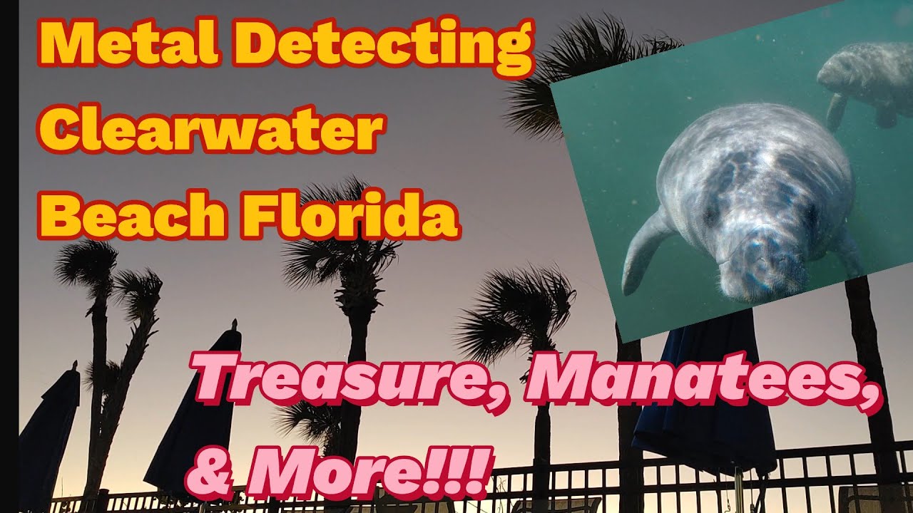 Metal Detecting Clearwater Beach Florida, Treasure, Manatees, and More