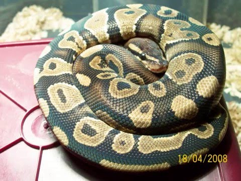 ball python morph