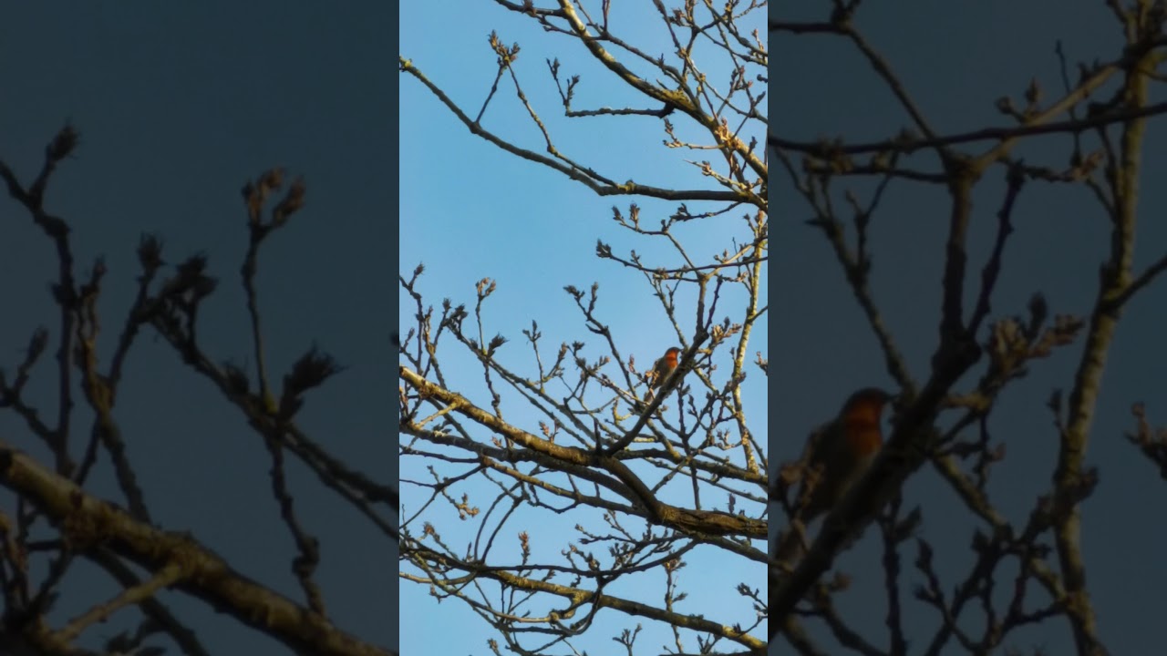 Robin in a Tree. Thatchers rock. Torquay.