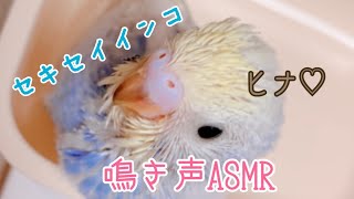 セキセイインコ ヒナ 鳴き声asmr風 Youtube セキセイインコ ヒナ 鳴き声asmr風 Youtube