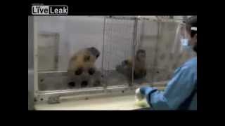 Even Monkeys understand equal pay for equal work