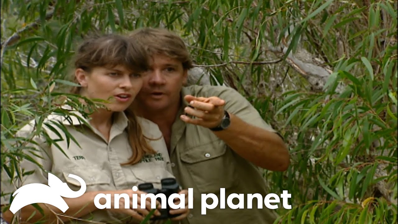 Freshwater Crocodiles React to Crowded Watering Holes | The Crocodile Hunter | Animal Planet