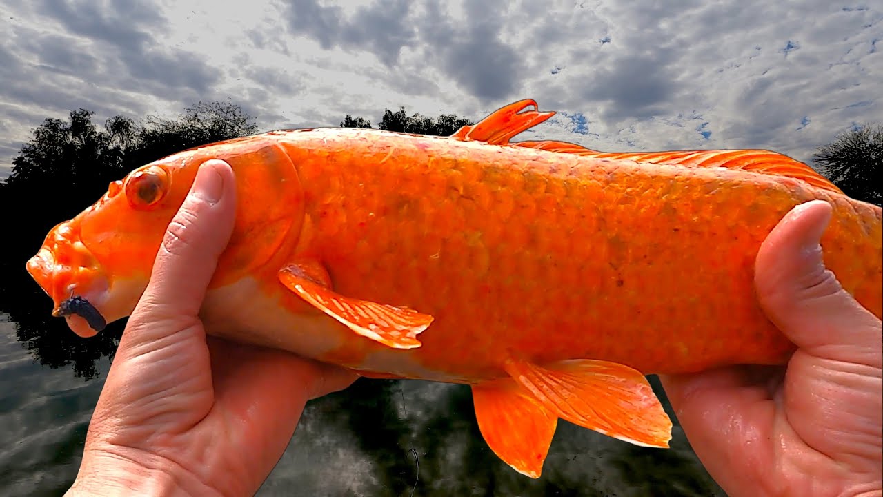City Ponds Are Chaos… And Hold INSANE Fish