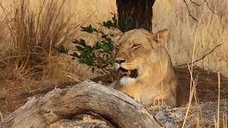 Lions On A Kill in Kafue National Park