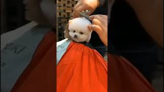 Cute Pomeranian Dog Haircuting In Salon