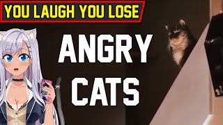 Funny Angry Cat Videos - REACTION VIDEO