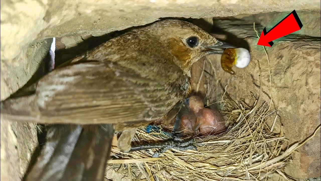 Robin bird is carrying its baby's droppings 