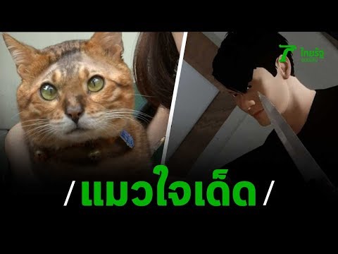 แมวใจเด็ด! สู้โจรบุกลักทรัพย์-หวังขืนใจเจ้าของ | 11-01-63 | ไทยรัฐนิวส์โชว์