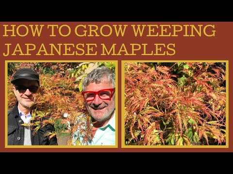 Video: Pelajari Tentang Maple Menangis Jepang - Cara Menumbuhkan Pohon Maple Menangis Jepang