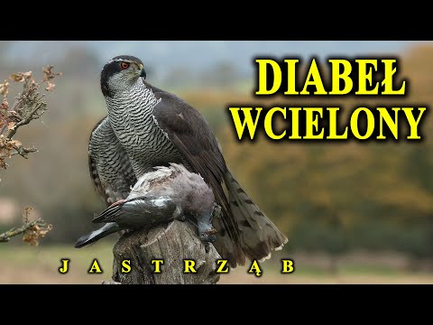 Wideo: Ptak wędrowny: opis i zdjęcie