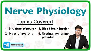 Nerve Physiology : Structure and Types of Neurons, Blood brain barrier, Resting membrane potential