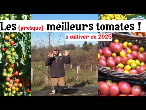 Tomatoes 2025