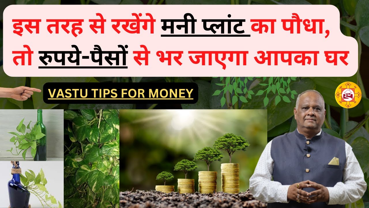 Money Plant से मिले ढेर सारा धन | 