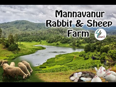 Mannavanur Rabbit & Sheep Farm(Kodaikanal) #feed #trending #viralvideo ...