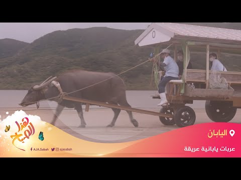 🌅 هذا الصباح - في اليابان.. عربات تجرها الثيران