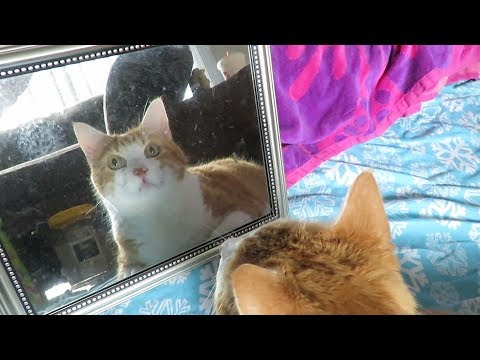 Cat Sees His Post Surgery Face For The First Time 