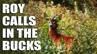 Roy Calls in the Bucks