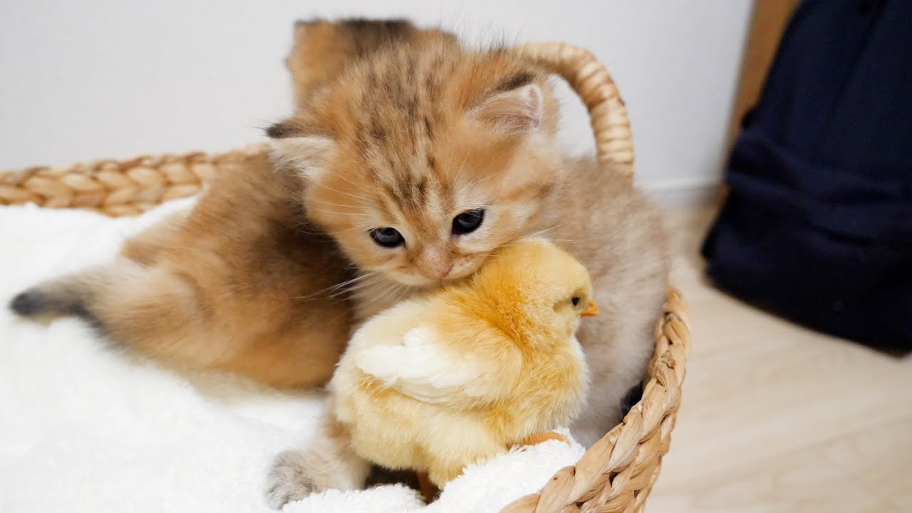 Kittens can't help but rub their cheeks because chicks are so warm and