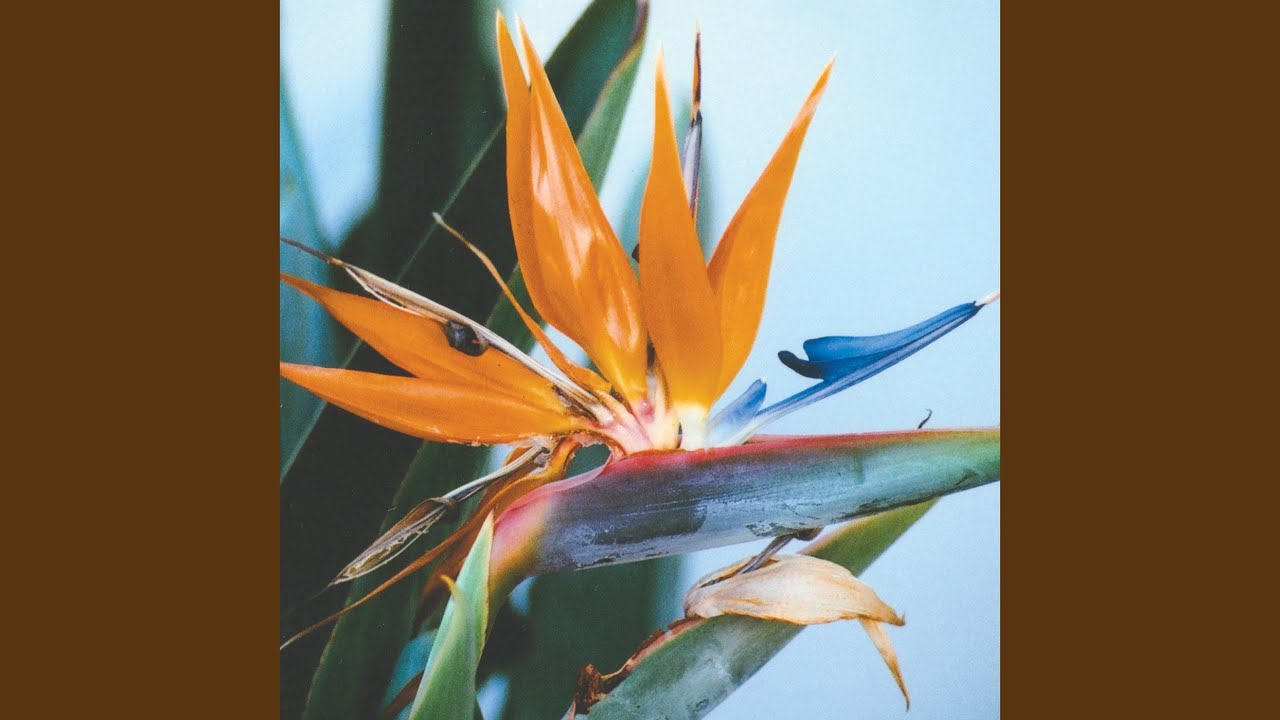 Guarda Close su YouTube Guarda Close su YouTube