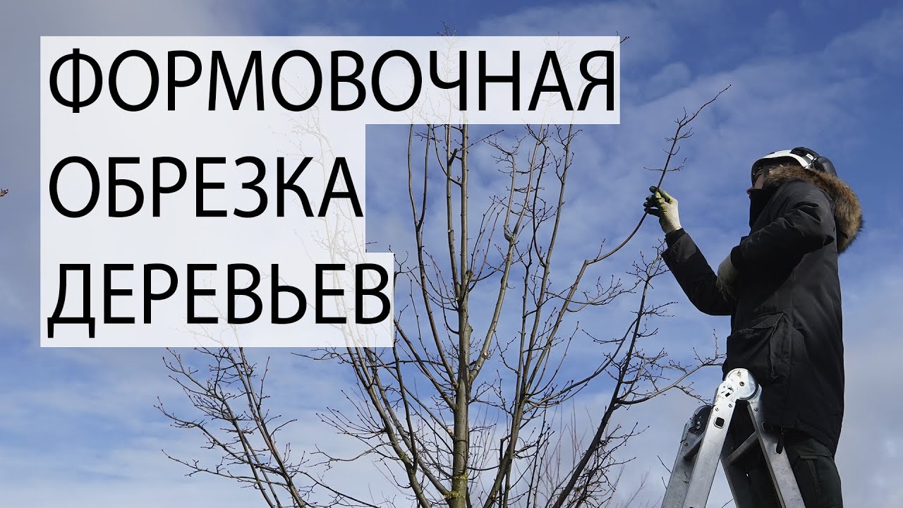 Формовочная обрезка деревьев: лечение тиростромоза липы и формирование ...