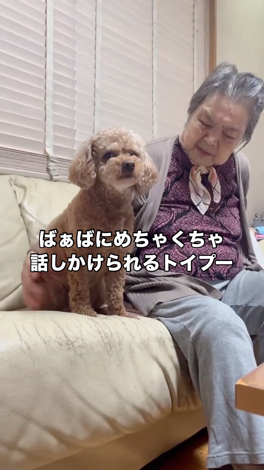 A toy poodle listening to an old lady who keeps talking nonstop