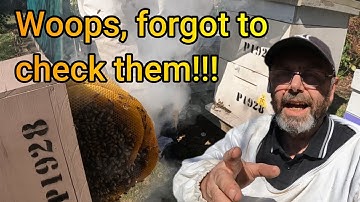 Forgotten Swarm Trap