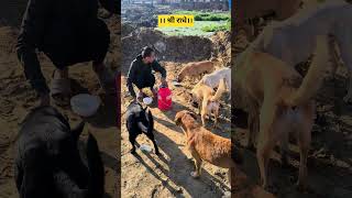 बेजुबान बच्चों की निस्वार्थ सेवा श्रीधामवृंदावन 💕#love #help #humanity #saveanimals #shorts #viral