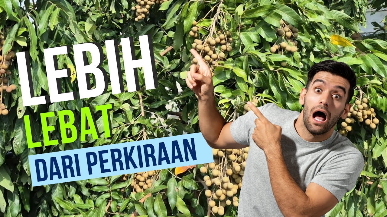 Wow, MasyaAllah, kelengkeng usia baru 3 tahun udah segini hasilnya!!!