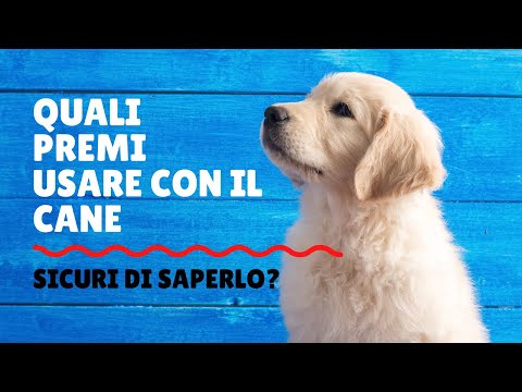 Video: Cani che devi seguire su Instagram