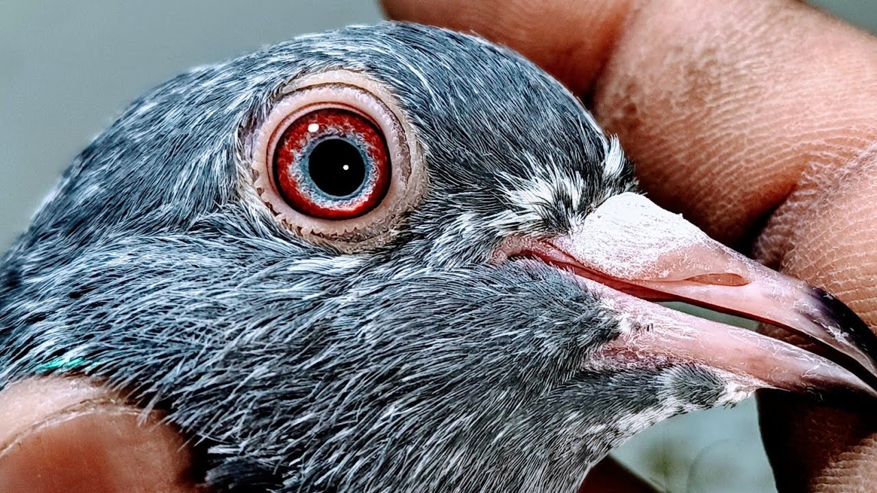 اوریجنل سادھنا میل تصویر والی گولڈن فیمیل احسن خان لاہور واٹس ایپ نمبر/03104767544/