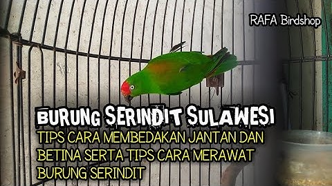 Tips CARA MEMBEDAKAN JANTAN DAN BETINA SERTA CARA MERAWAT BURUNG SERINDIT