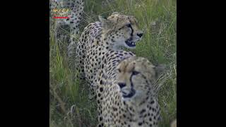 Tano Bora (Fast Five) Cheetahs on their Search #Shorts // Wild Extracts