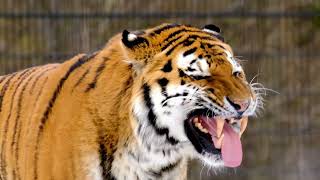 Siberian Tigers - Big Cats Wild Documentary (HD 1080p)