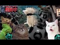 戦闘中をすることになった猫たちの日常Part8【猫ミーム】【猫マニ】