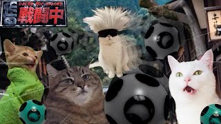 戦闘中をすることになった猫たちの日常Part8【猫ミーム】【猫マニ】