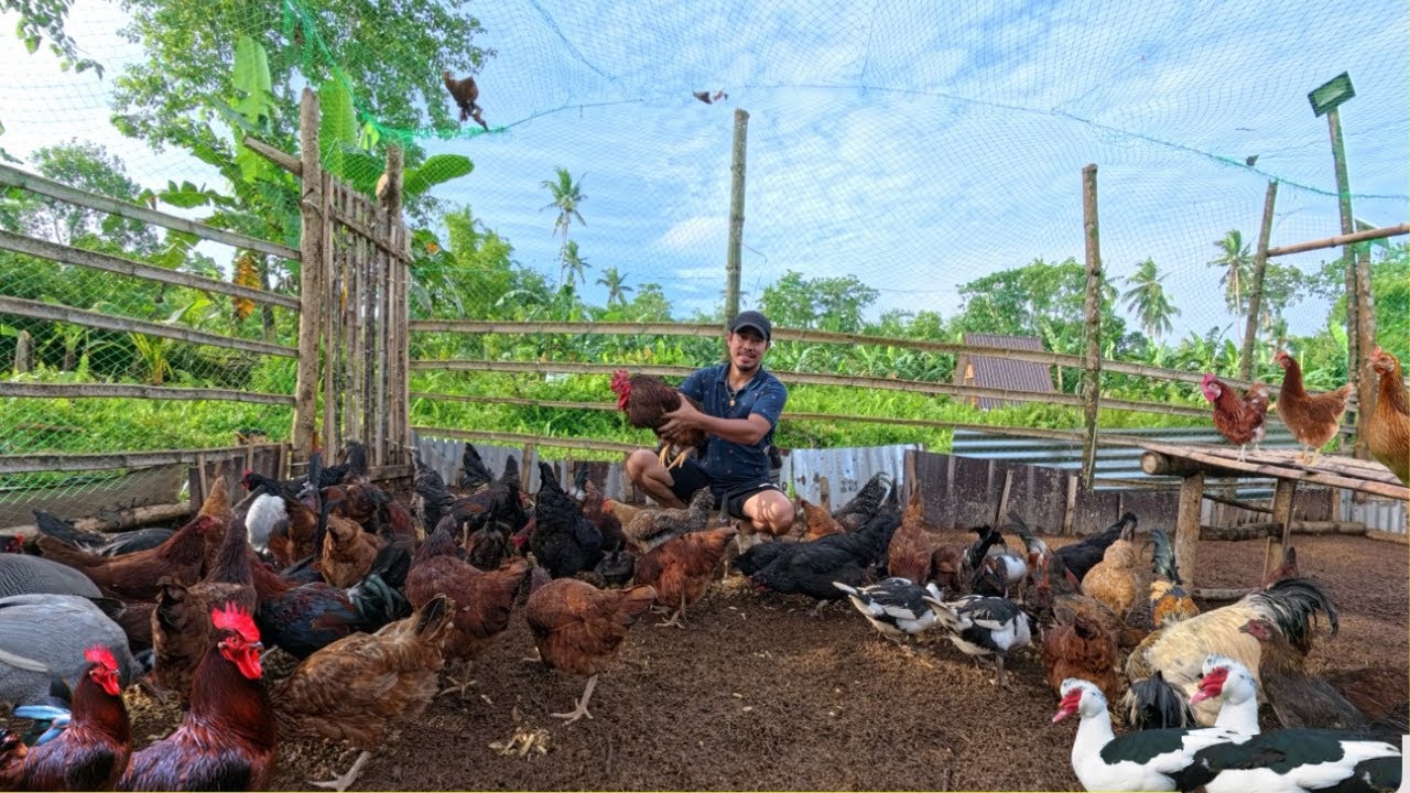 Kailangan MATAPOS na ang bagong KULUNGAN kasi bukas parating na ang mga BAGONG ALAGA