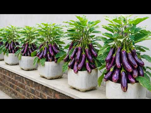 Can These 3 Crops Really Grow Side by Side Eggplant, Sweet Potatoes & Potatoes