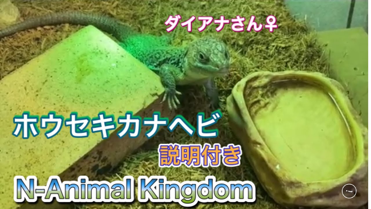ホウセキカナヘビ Ocellated Lizard 説明付き Youtube ホウセキカナヘビ Ocellated Lizard 説明付き Youtube