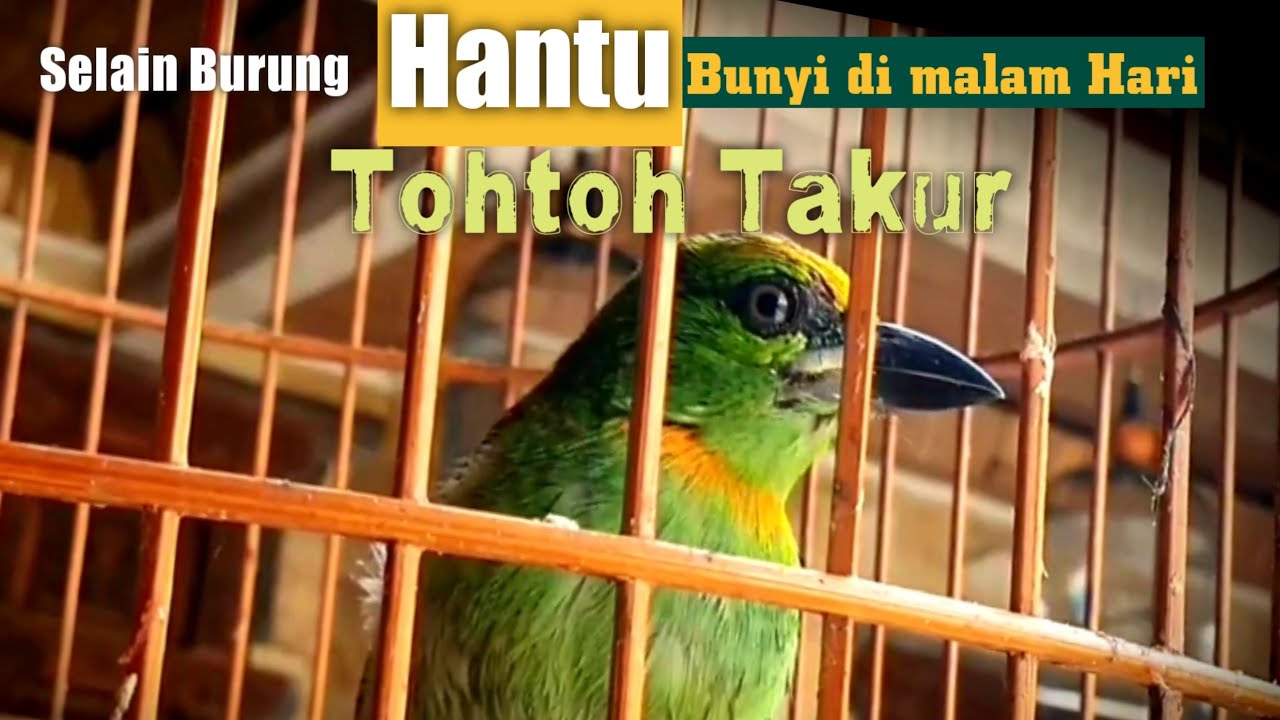 PENAMPAKAN SUARA BURUNG MALAM MISTERIUS TOHTOR TAKUR GACOR   termasuk Burung   pada malam Hari  .